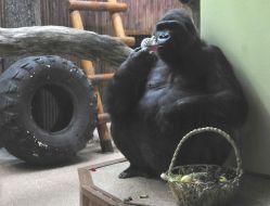 The male of gorilla Tony