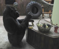 The male of gorilla Tony