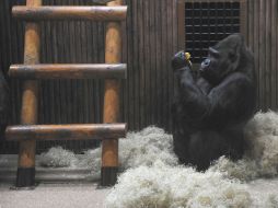 The male of gorilla Tony