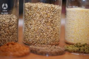 Ingredients for beer