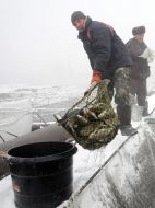 Fish stocking of the lake Lyman