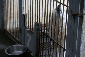 Shelter for animals in Borodyanka