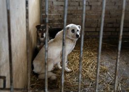 Shelter for animals in Borodyanka