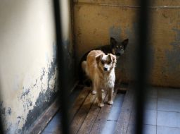 Shelter for animals in Borodyanka