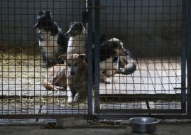 Shelter for animals in Borodyanka