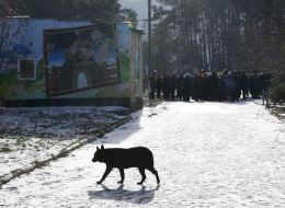 Shelter for animals in Borodyanka