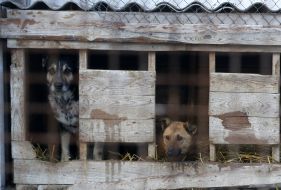 Shelter for animals in Borodyanka