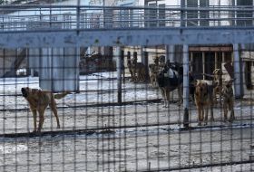 Shelter for animals in Borodyanka