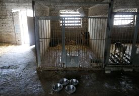 Shelter for animals in Borodyanka