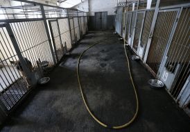 Shelter for animals in Borodyanka