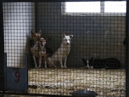 Shelter for animals in Borodyanka