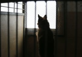 Shelter for animals in Borodyanka