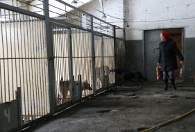 Shelter for animals in Borodyanka