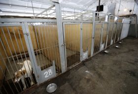 Shelter for animals in Borodyanka