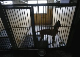 Shelter for animals in Borodyanka