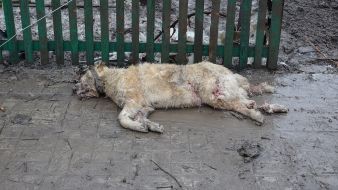 Последствия обстрела поселка Сартана