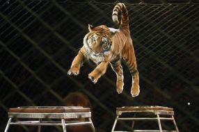 Presentation of new circus program