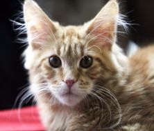 Выставка котов