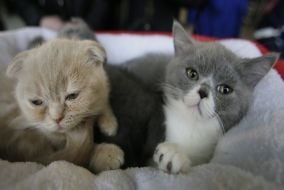 Выставка котов