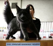 Выставка котов