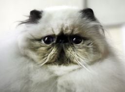 Выставка котов