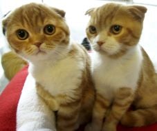 Выставка котов