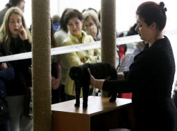 Выставка котов