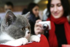 Виставка котів