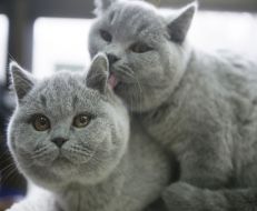 Виставка котів