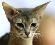 Виставка котів