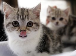 Виставка котів