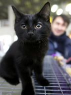 Виставка котів
