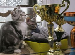 Виставка котів
