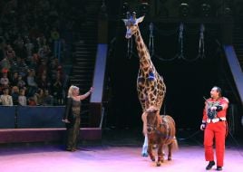 Презентация новой цирковой программы «Килиманджаро»