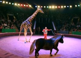Презентация новой цирковой программы «Килиманджаро»