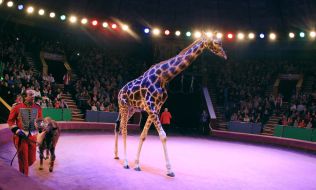 Презентация новой цирковой программы «Килиманджаро»