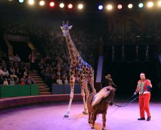 Презентация новой цирковой программы «Килиманджаро»