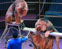 Презентация новой цирковой программы «Килиманджаро»