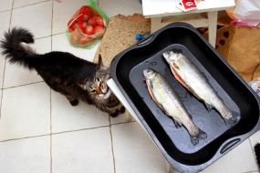 Cat steals fish in the kitchen
