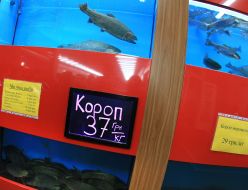 Wholesale market "Shuvar"