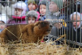 Львовский сурок Мишка