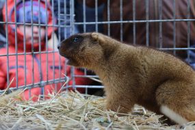 Львовский сурок Мишка