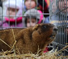 Львовский сурок Мишка