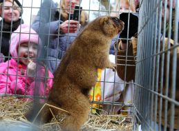 Львовский сурок Мишка