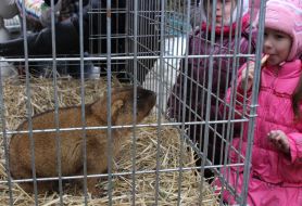 Львовский сурок Мишка