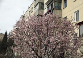 Flowering almond in Sevastopol