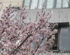 Flowering almond in Sevastopol