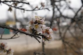 Flowering almond in Sevastopol