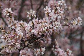 Flowering almond in Sevastopol