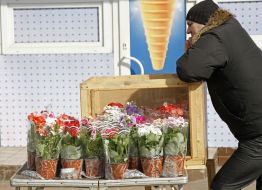 Flowering houseplants